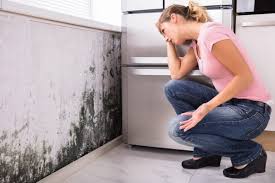 Best Water Damage & Mold Remediation  in USA